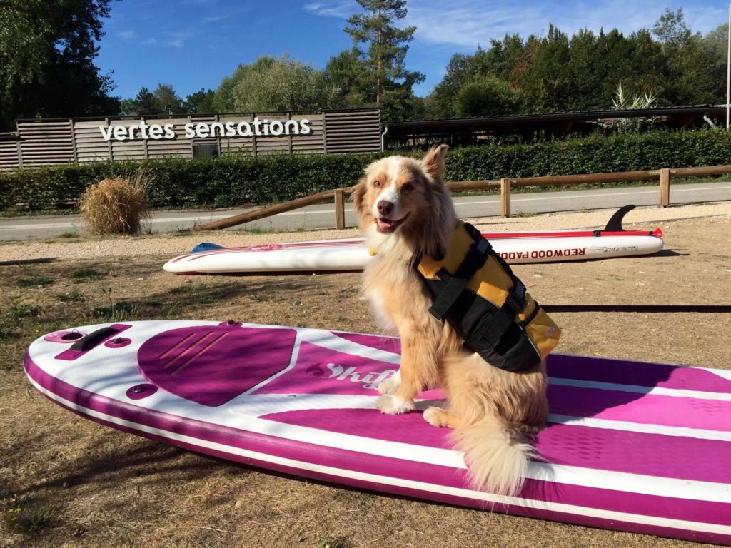 Faire du paddle avec son chien
