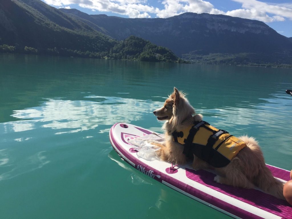 faire du paddle avec son chien