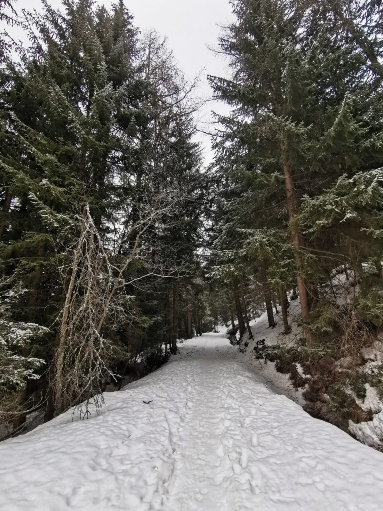 sentier dans la forêt