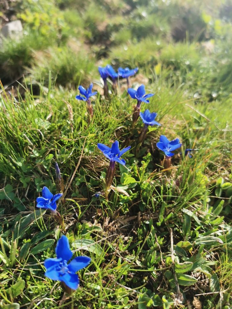 flore alpine