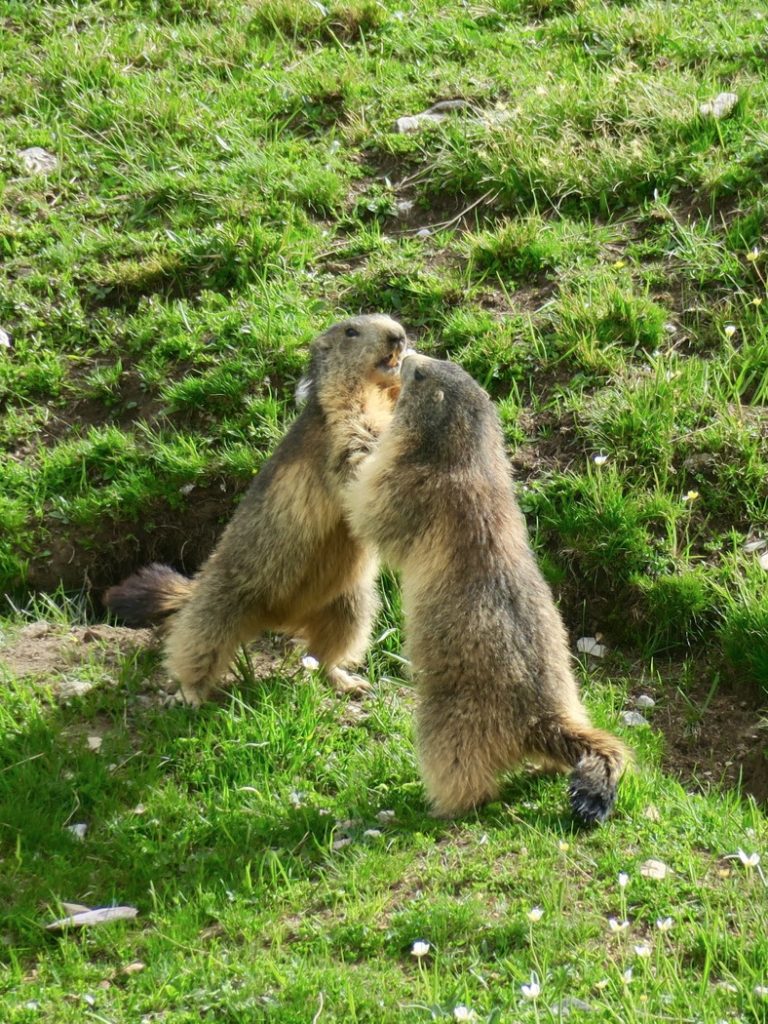 marmottes