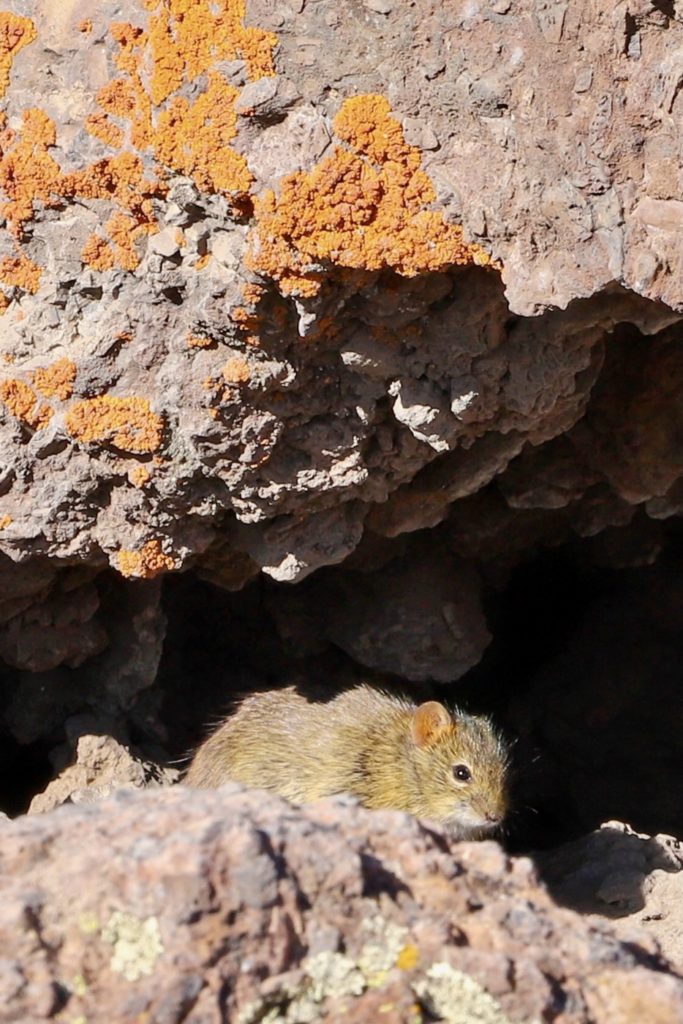 les souris de Barafu 