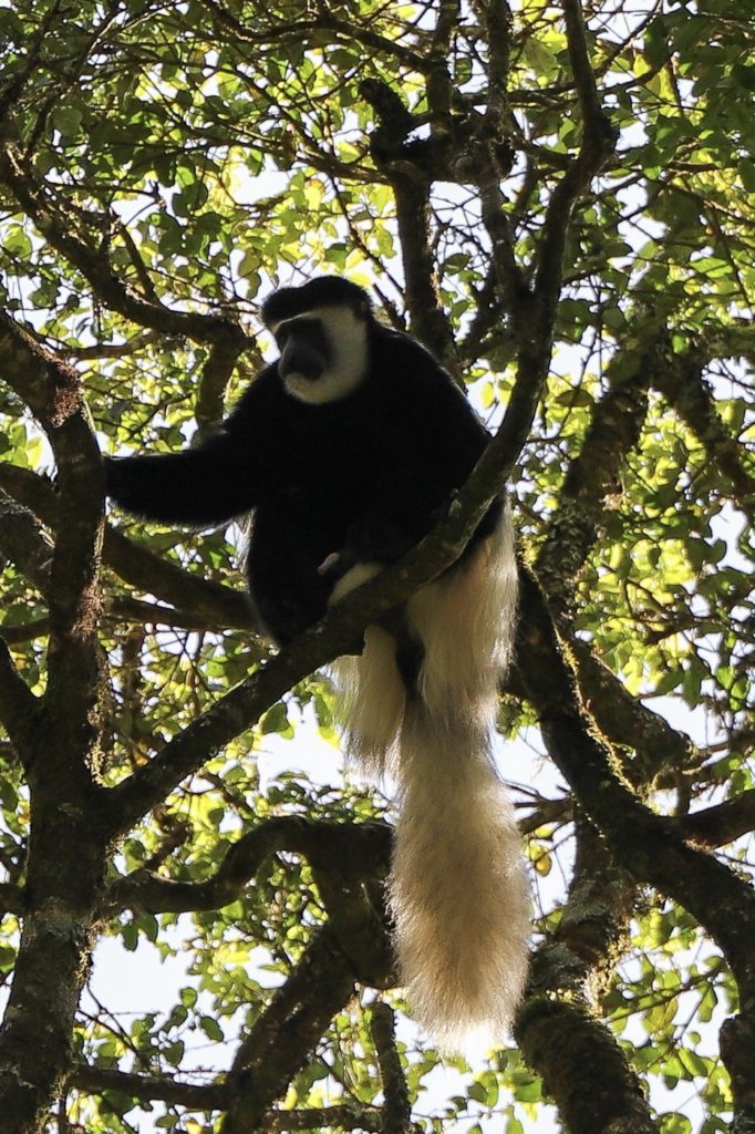 singes du Kilimandjaro 