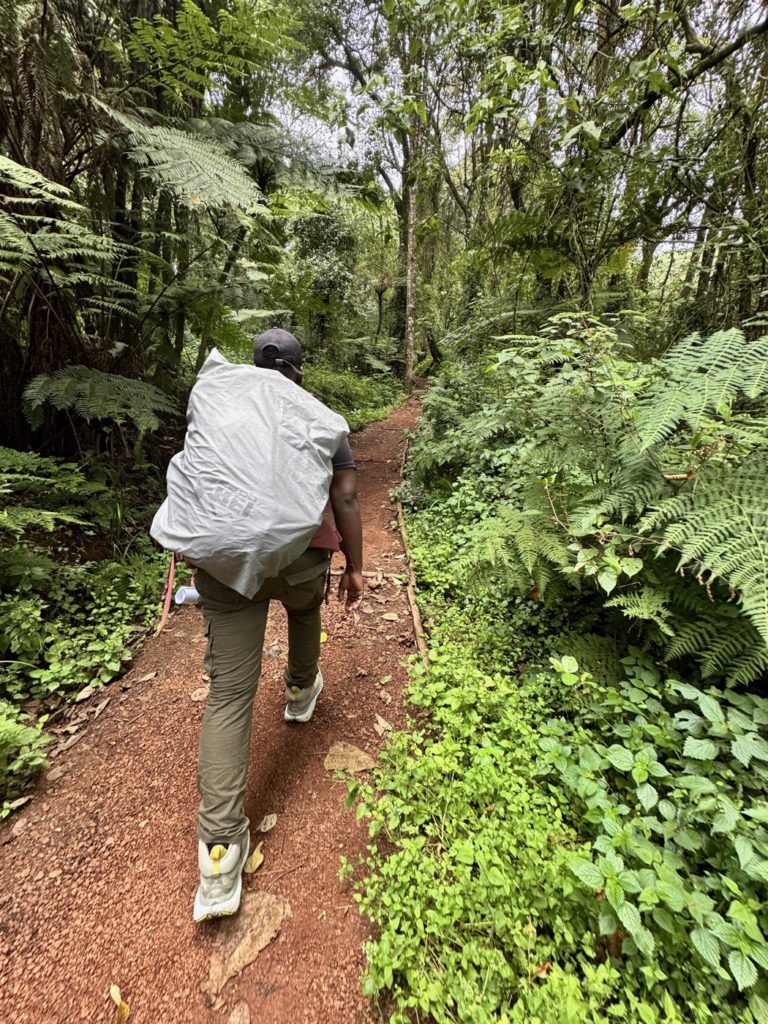 marche dans la forêt tropicale