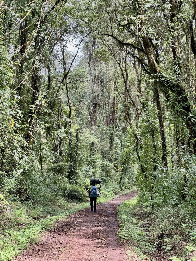 marche dans la forêt tropicale