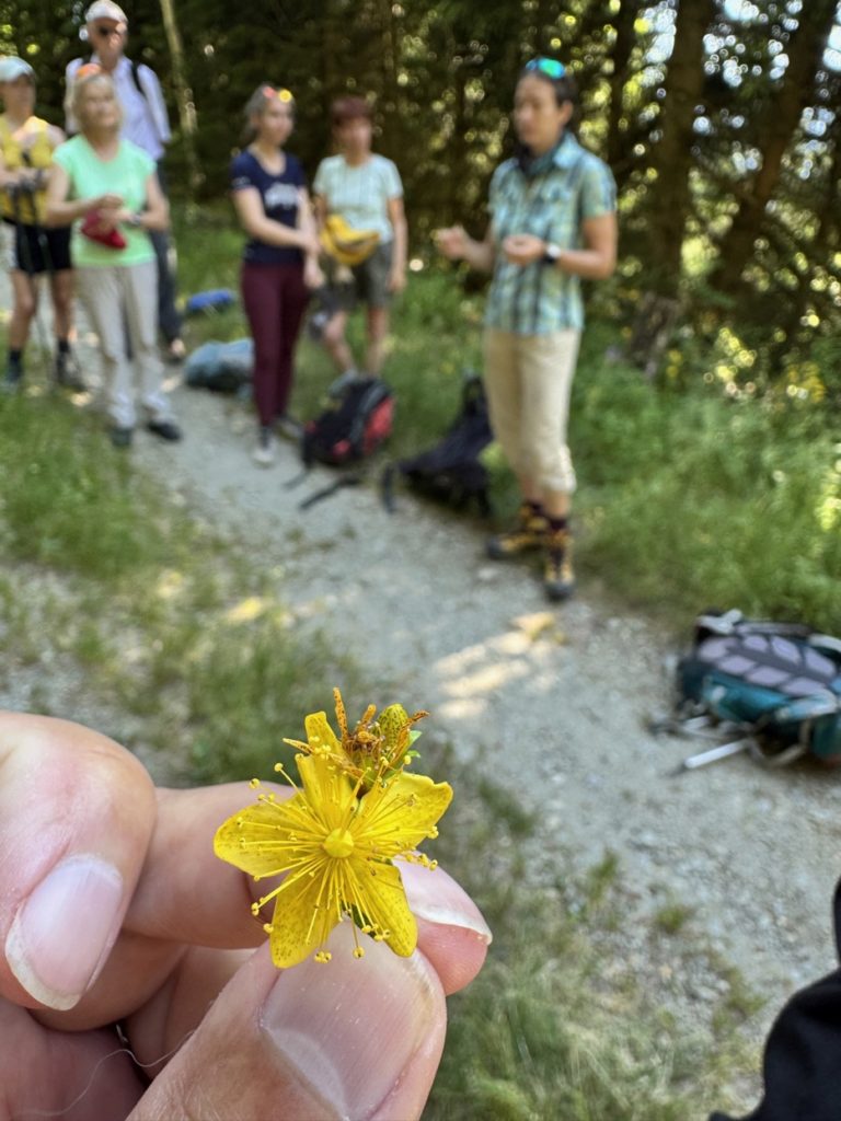 découverte des plantes sauvages avec l'écho sauvage 