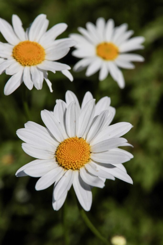 découverte des plantes sauvages
