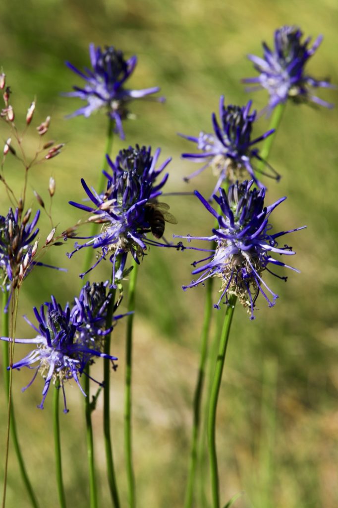 découverte des plantes sauvages