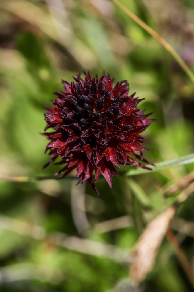 découverte des plantes sauvages