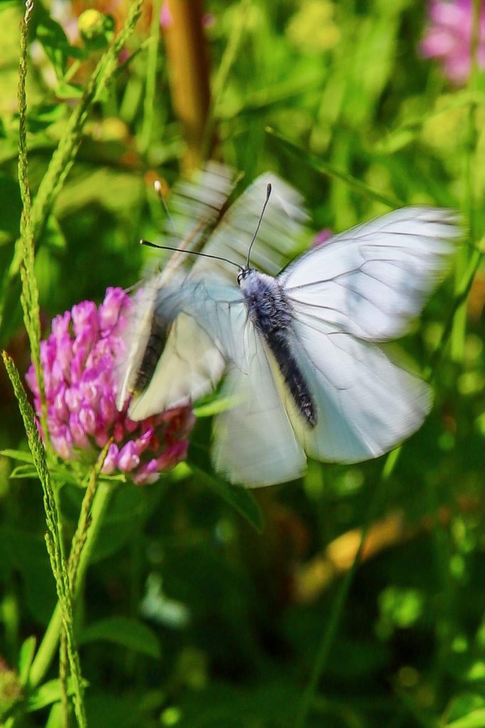 une journée en connexion avec la nature 