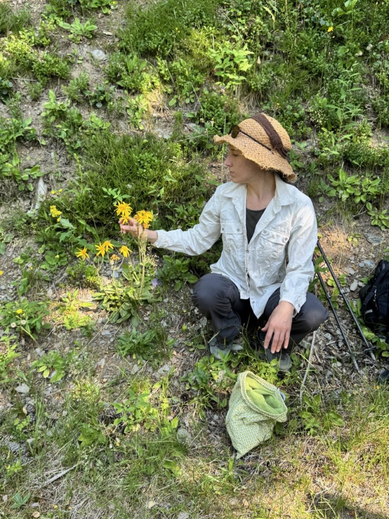 cueillette de plantes sauvages