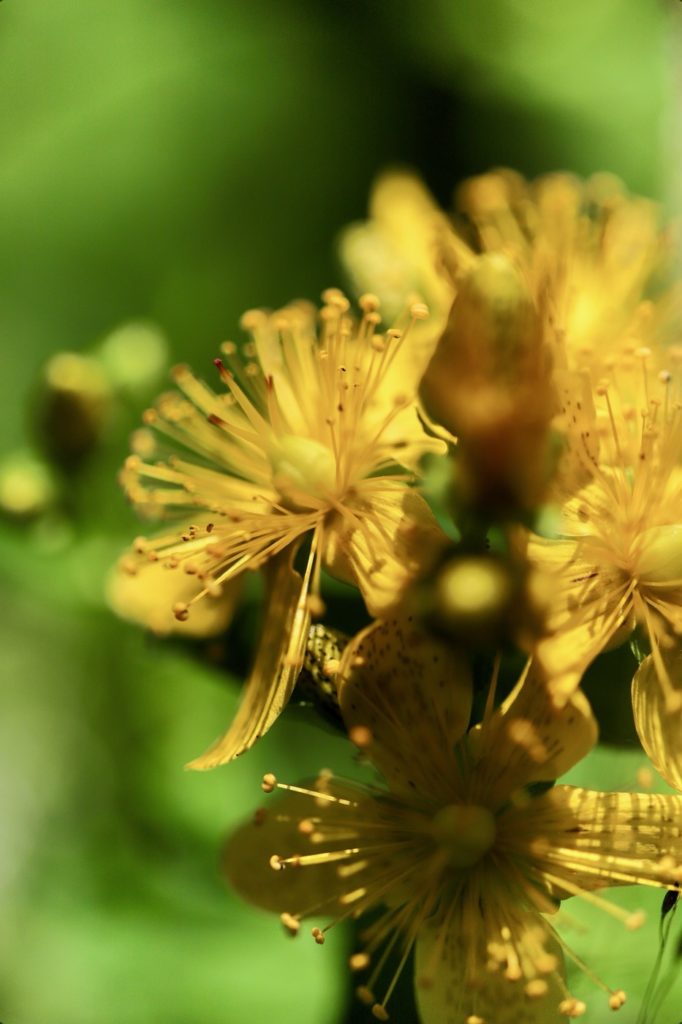 plantes sauvages avec l'écho sauvage
