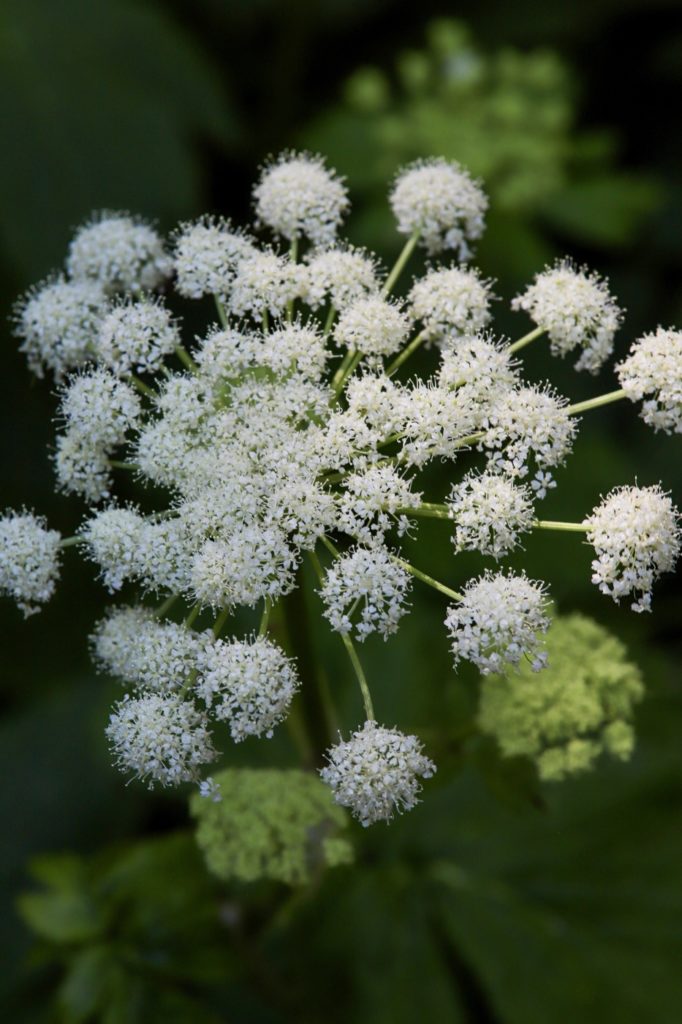 plantes sauvages avec l'écho sauvage