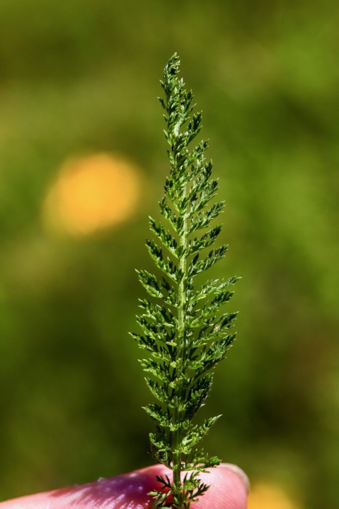 découverte des plantes sauvages 