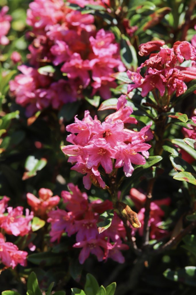 découverte des plantes sauvages