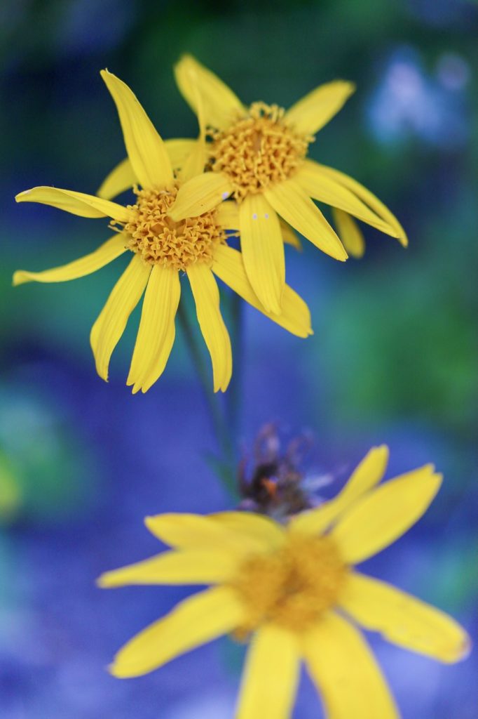 plantes sauvages avec l'écho sauvage