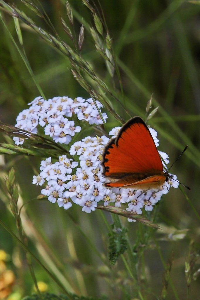 une journée en connexion avec la nature 