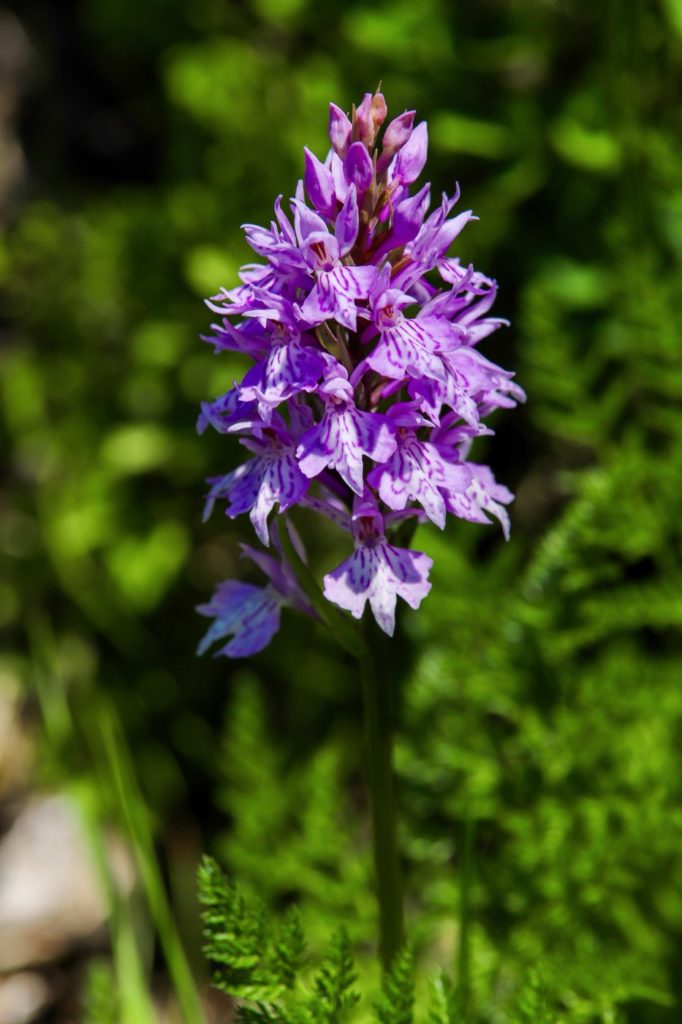 découverte des plantes sauvages
