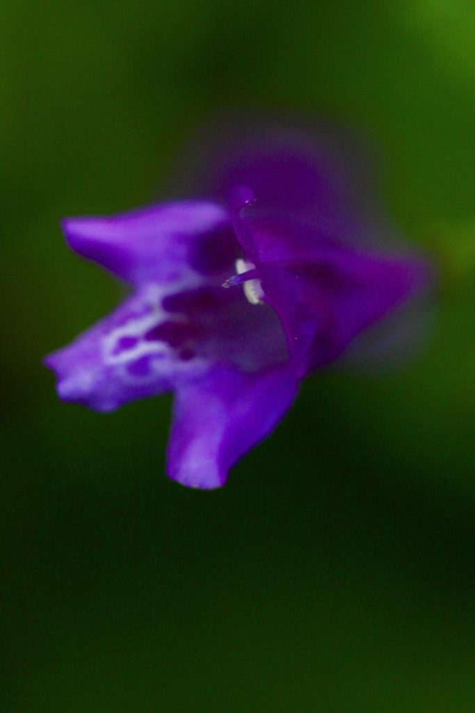 plantes sauvages avec l'écho sauvage